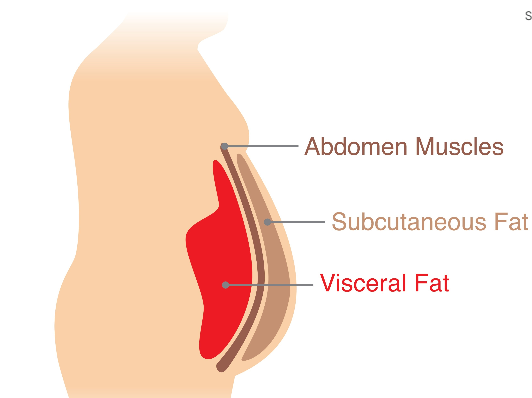 1. Abdomen Muscles: 복부근육(복직근.복사근,복홍근을 포함), 2. Subcutaneous Fat: 피아지방, 3.Visceral Fat::내장지방(붉은색)
이미지 출처: Gemini AI 생성