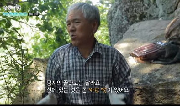 6시내고향-강원-인제-라등용-벌꿀
