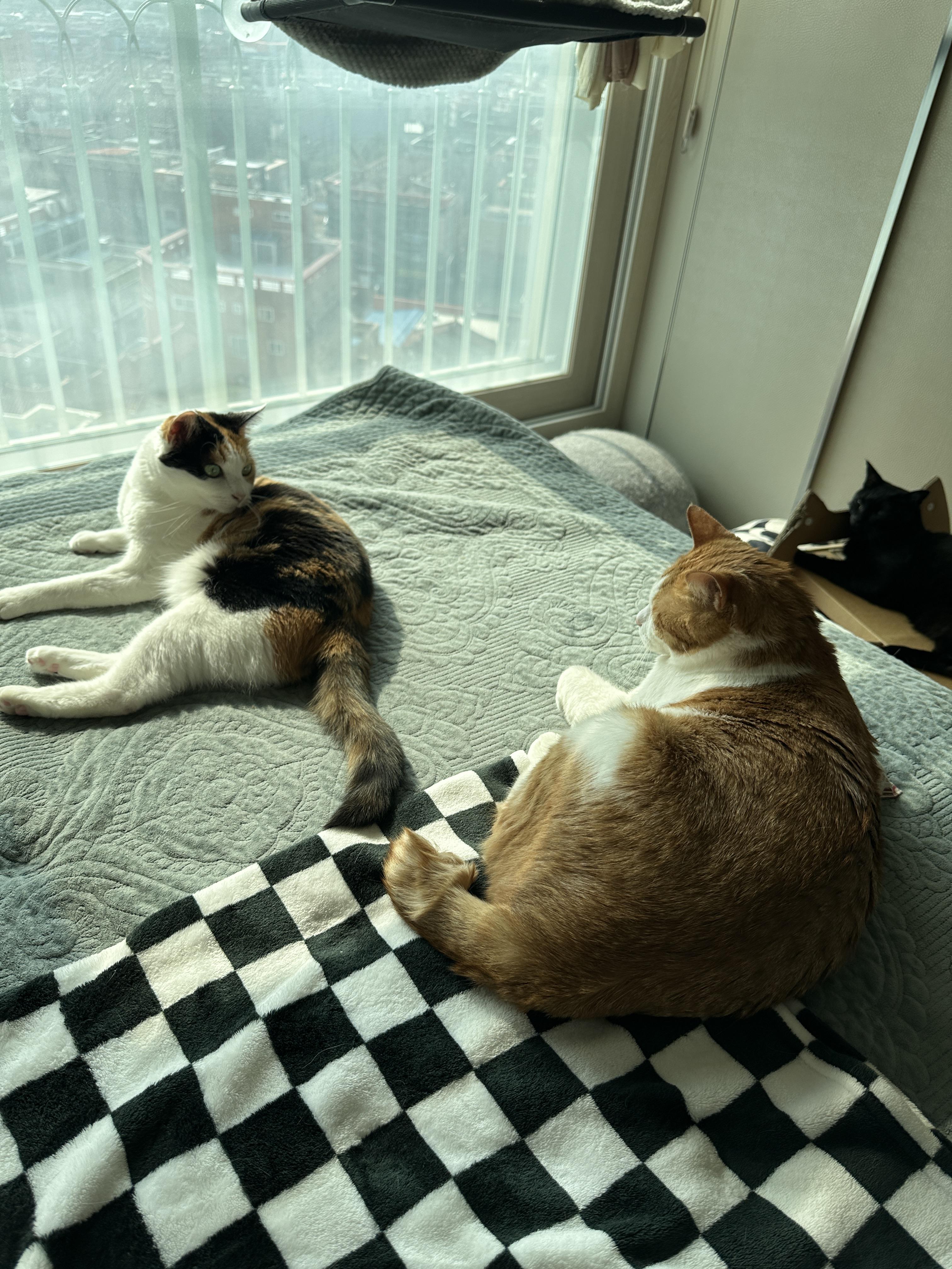 아니...그게 그렇게 이어진다고?? (feat.사차원고양이 요미와 막둥이)