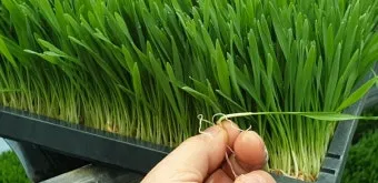 새싹보리 재배 발아 온도 물 분무 수확 시기_10