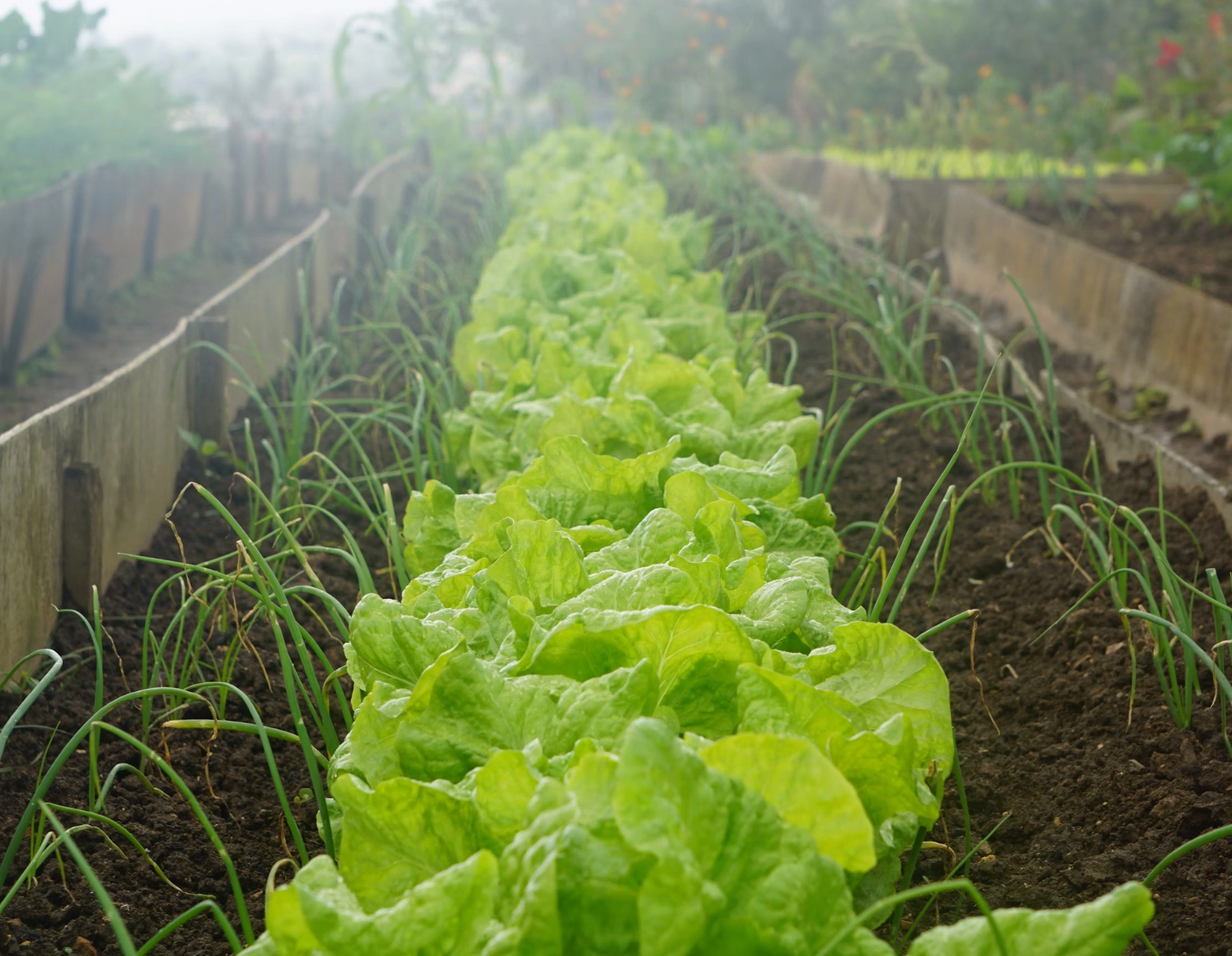 상추대궁채 효능