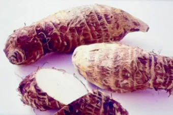 토란 심는시기 재배법 파종시기_11