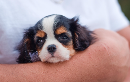 외부기생충용 구충제 종류 관련 사진
