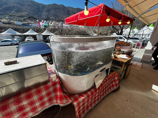 24년 광양 매화 축제 일정 요금 주차