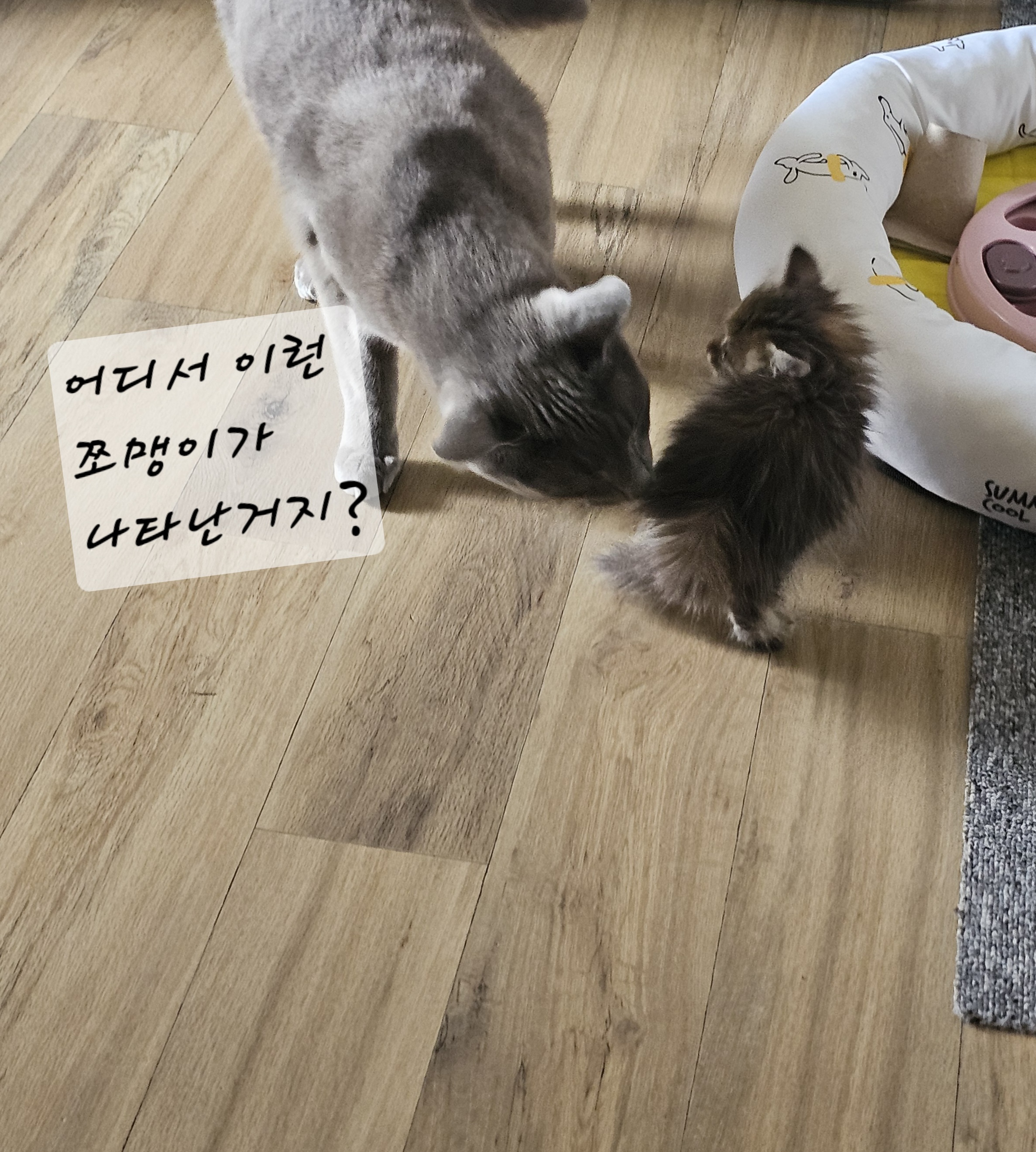 다묘가정 합사 성공비결