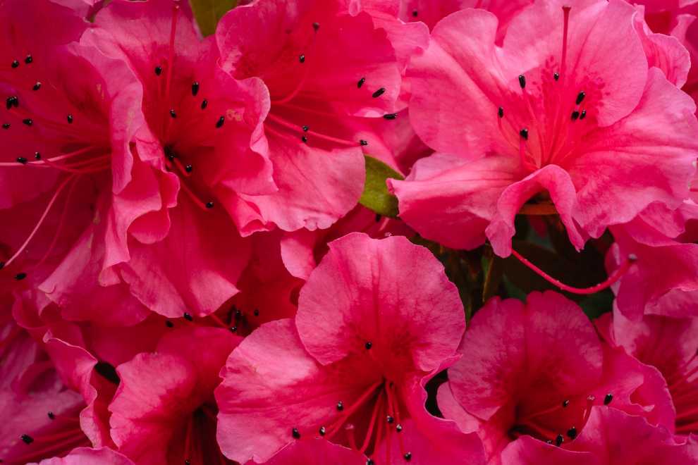 2023 군포 철쭉축제