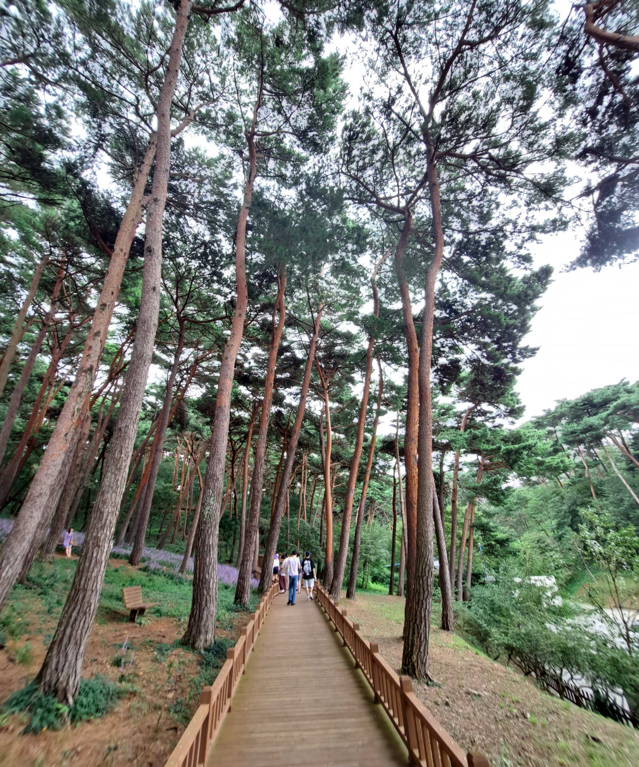 휴양림 스카이워크