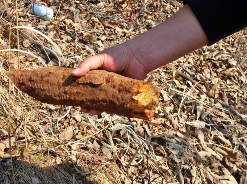 여성 갱년기에 좋은 음식-칡