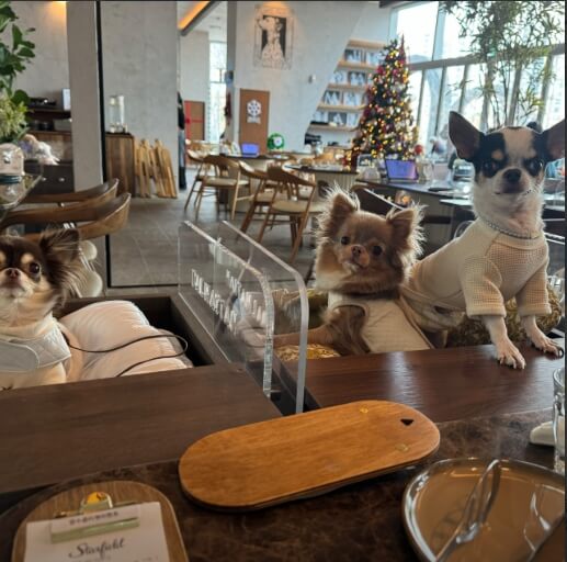 수원 스타필드 맛집 수원스타필드 스타필드 수원 별다방 도서관