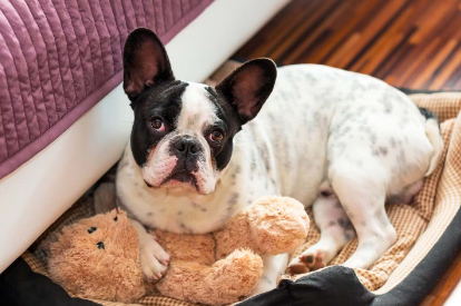 반려견 벼룩의 대처법.