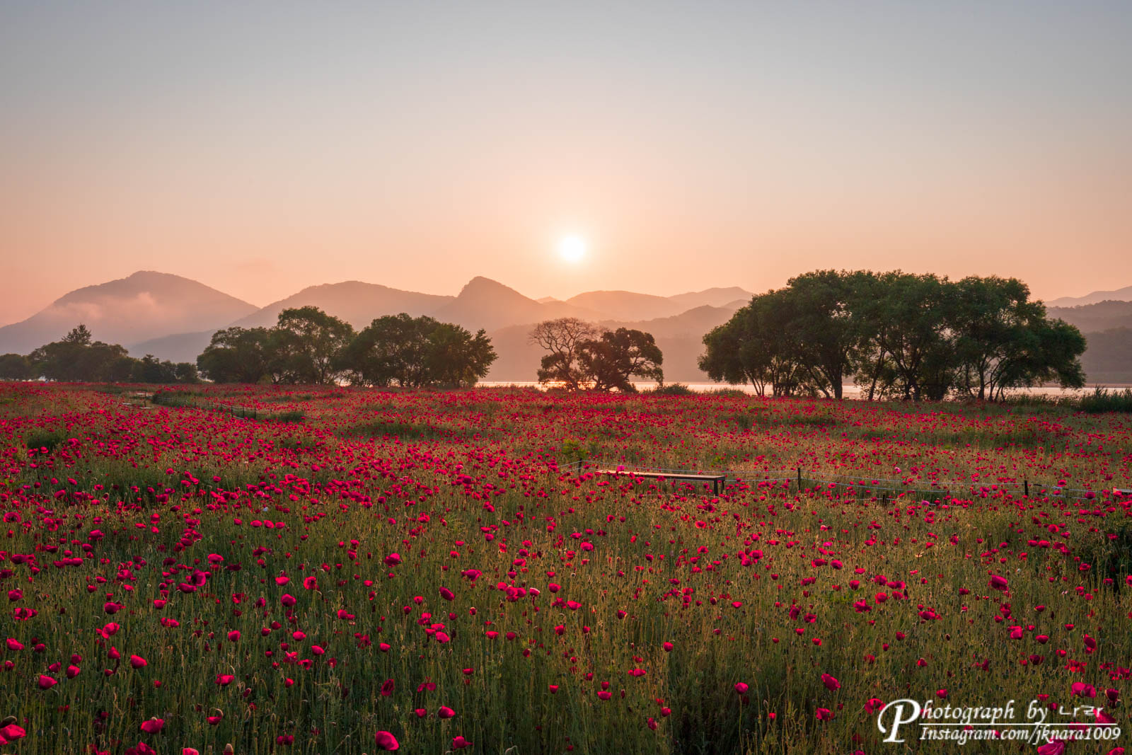 양귀비 꽃밭의 일출