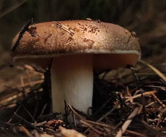 송이버섯 채취시기