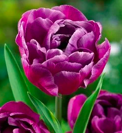 blue diamond tulip