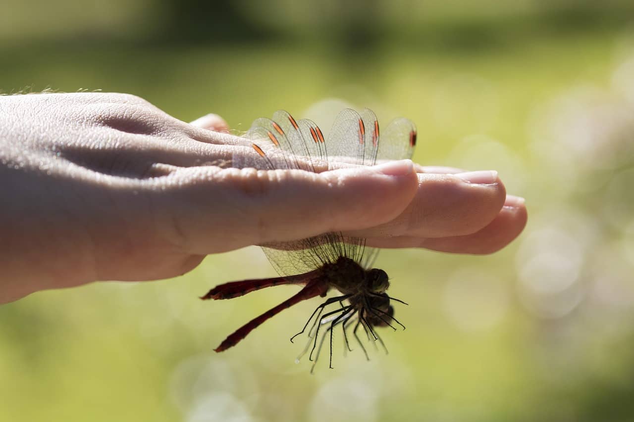 곤충 채집의 윤리 &mdash; 자연을 해치지 않고 관찰하는 법