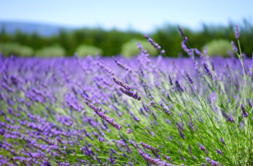 피부미용에 도움이 되는 에센셜 오일의 종류와 효능 그 활용법