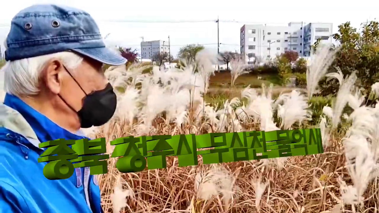 영상 끝에 이어지는 청주 무심천 물억새 풍경