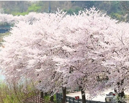 신안 벚꽃