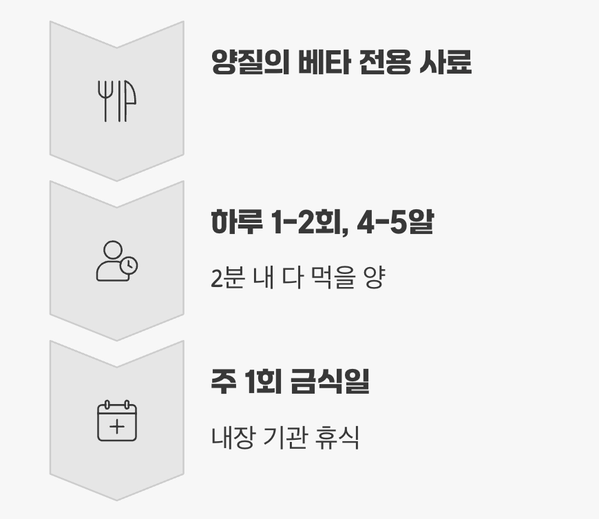 미식가 베타를 위한 식단 관리