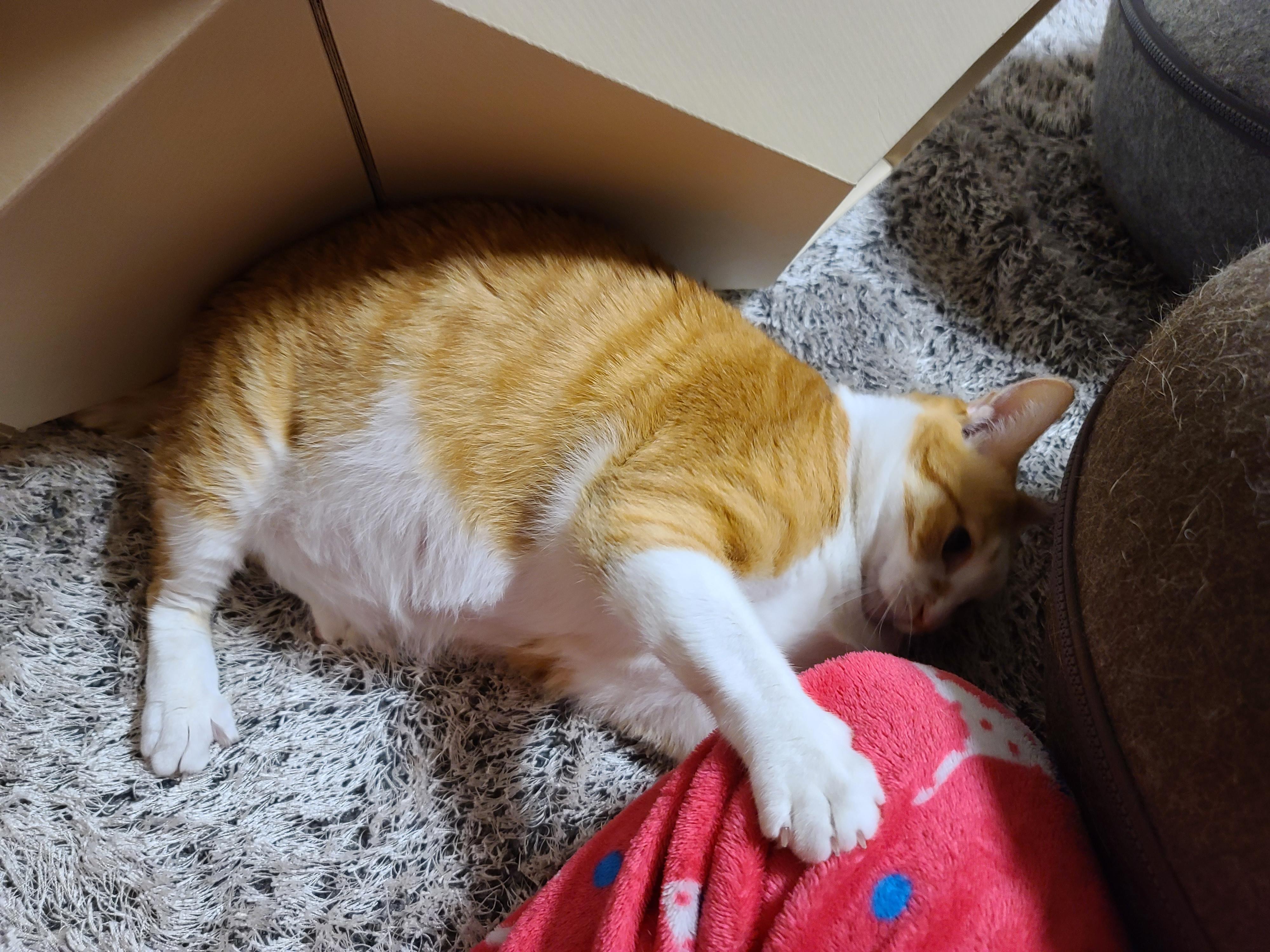 고양이 장난감 오뎅꼬치로 캣미로에서 노는 고양이들.