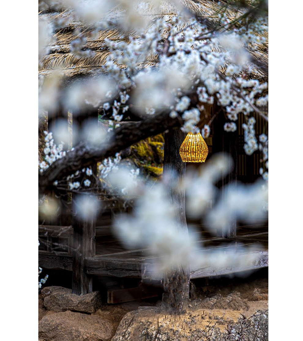 광양 매화축제와 관련 된 사진