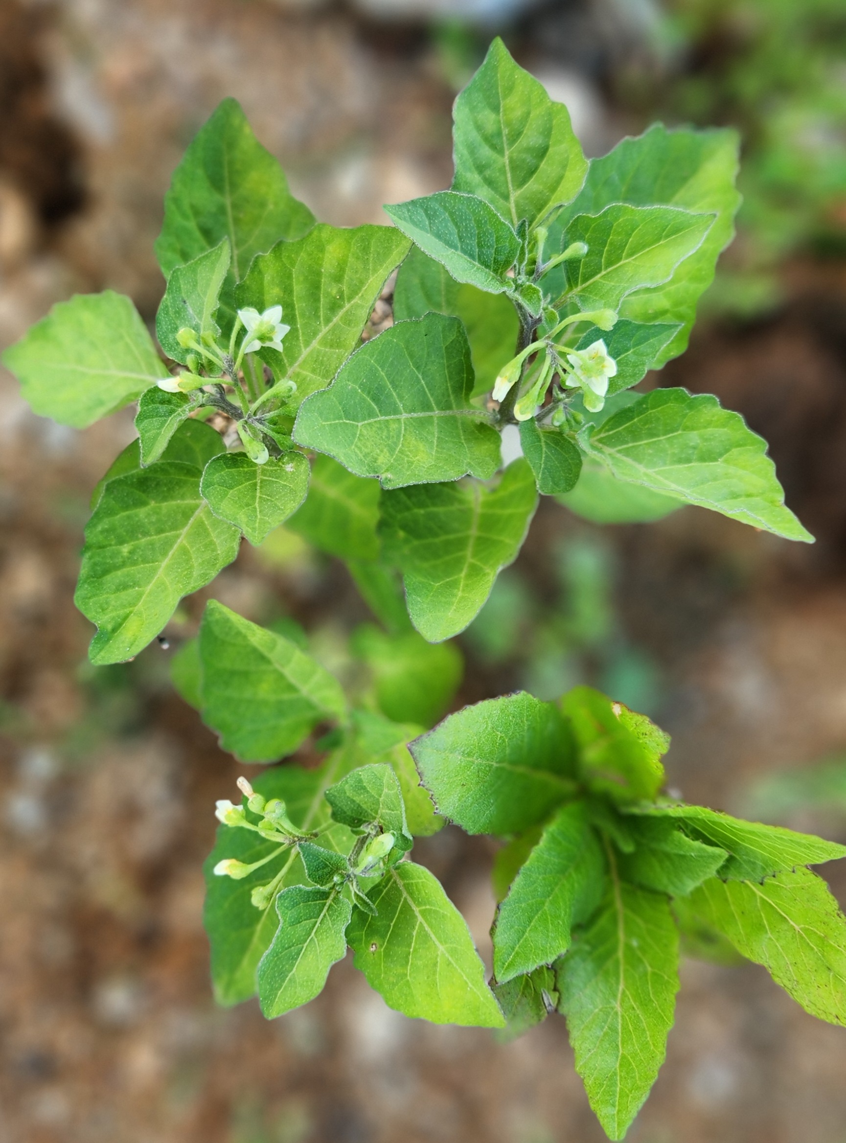시골 논둑길에서 자라는 까마중 식물