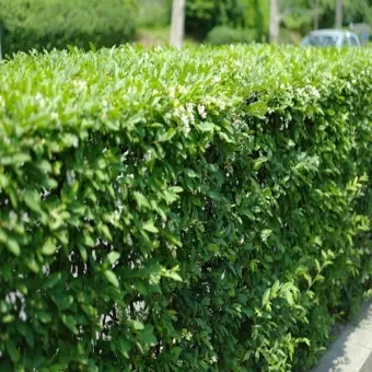 진한 향기에 취해버리는 이 꽃 산책로 옆 울타리 쥐똥나무_4