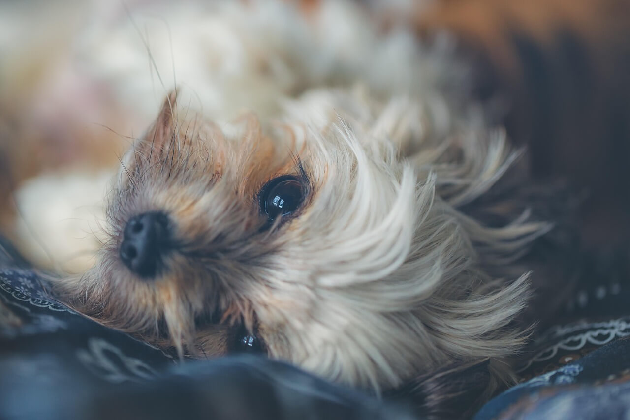Health Guidelines Based on Dog Stool Condition - 강아지 대변 상태에 따른 건강법