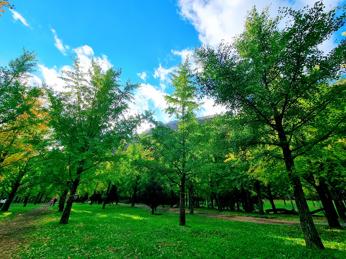 강원도 홍천 은행나무숲 방문 후기(10.23.): 단풍 확인 팁, 먹거리, 숙박