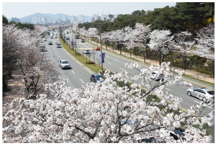 수원-권선로-벚꽃