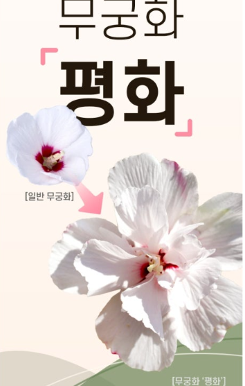 무궁화 다이어트, 무궁핏 효과 및 후기