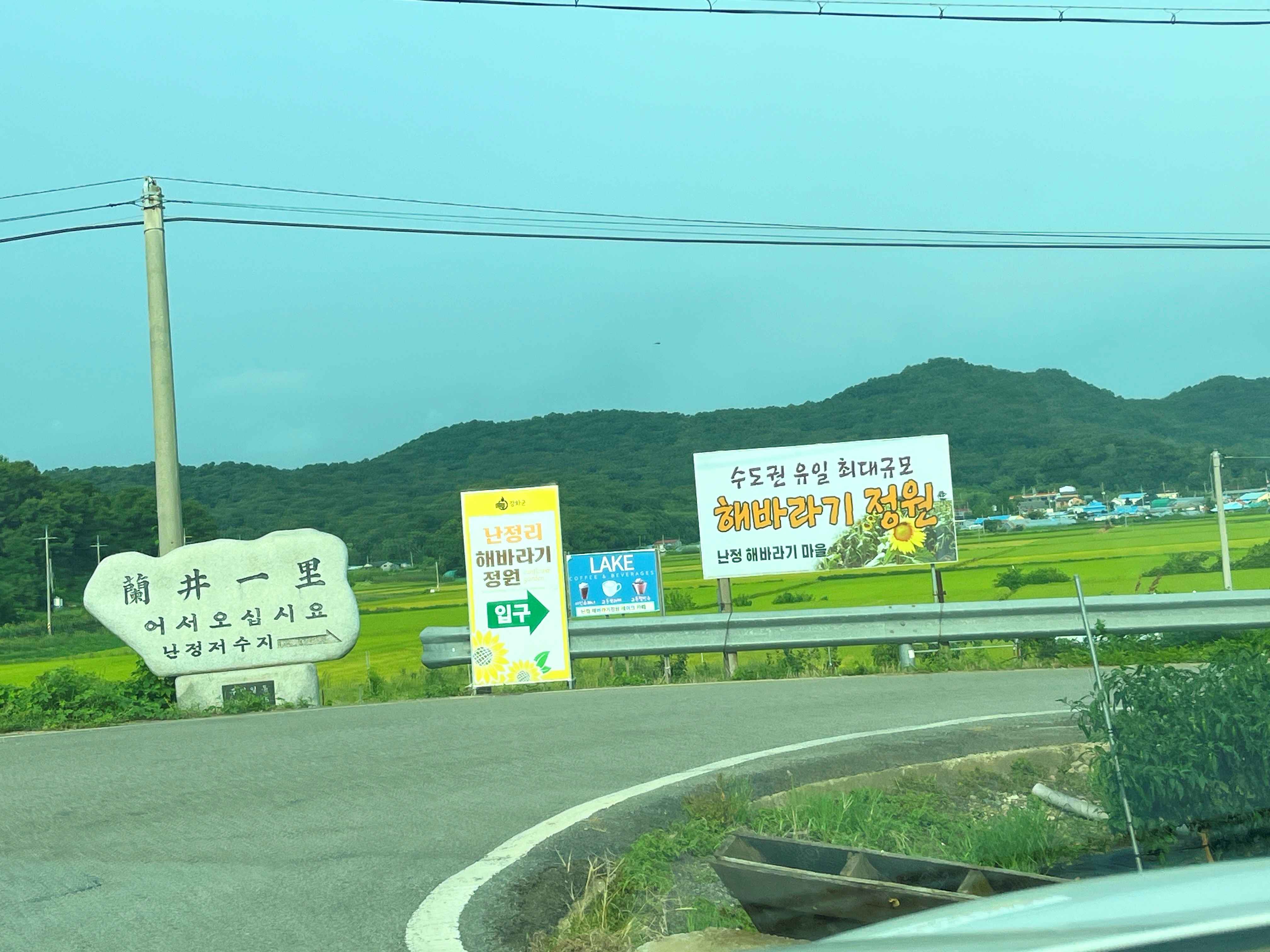 강화도 교동 난정 해바라기 정원 축제 