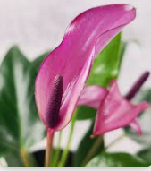 안스리움 관리법 알아보기