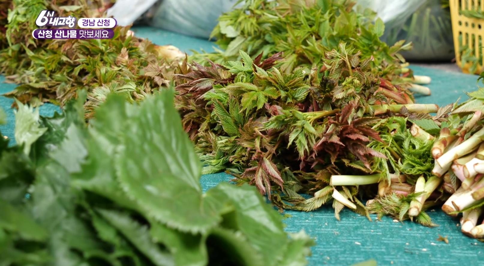 금방 따온 6시내고향 산청 산나물