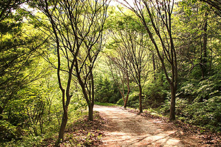양평 서후리숲