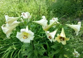 백합 재배 비늘줄기 분주 일조량 관리 절화 수확_31