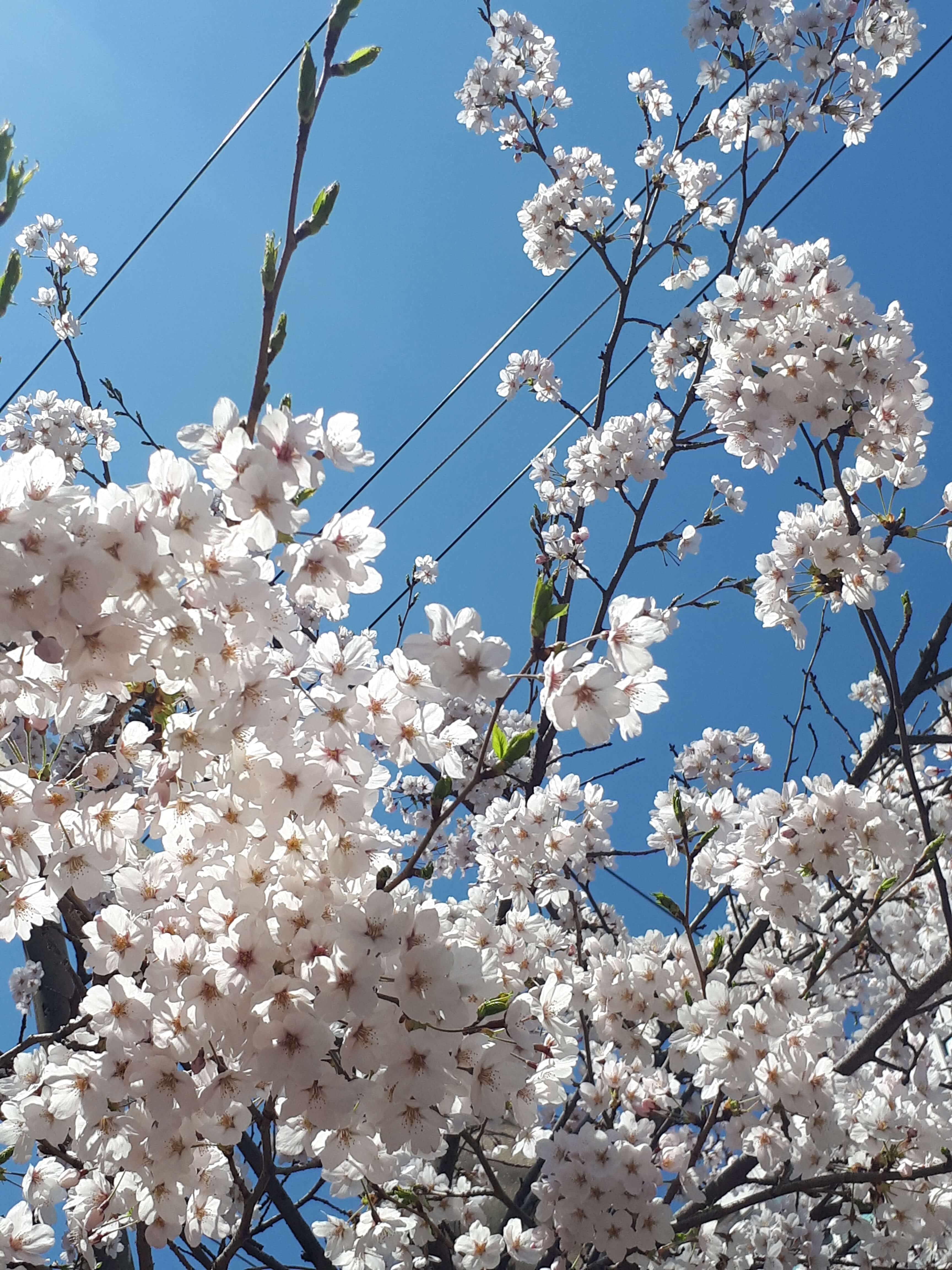 벚꽃