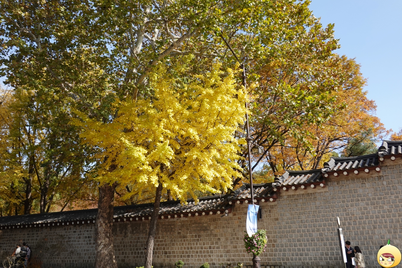 노란빛깔 은행나무