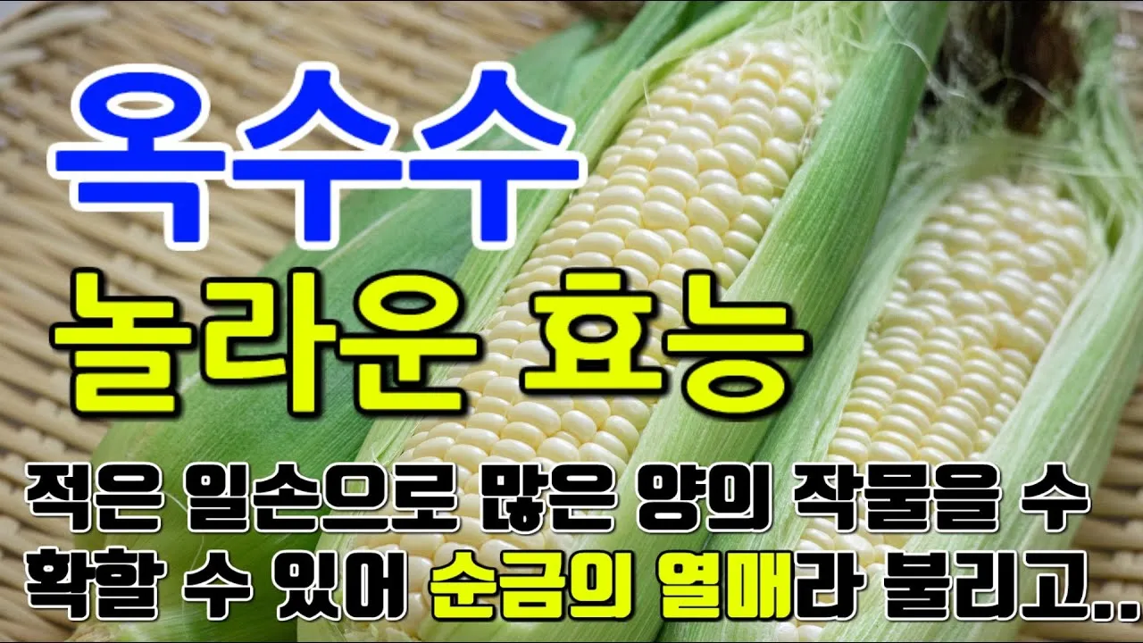 옥수수 효능과 옥수수 삶는 방법 전자렌지 초당옥수수 찰옥수수 차이 비교 자료_1