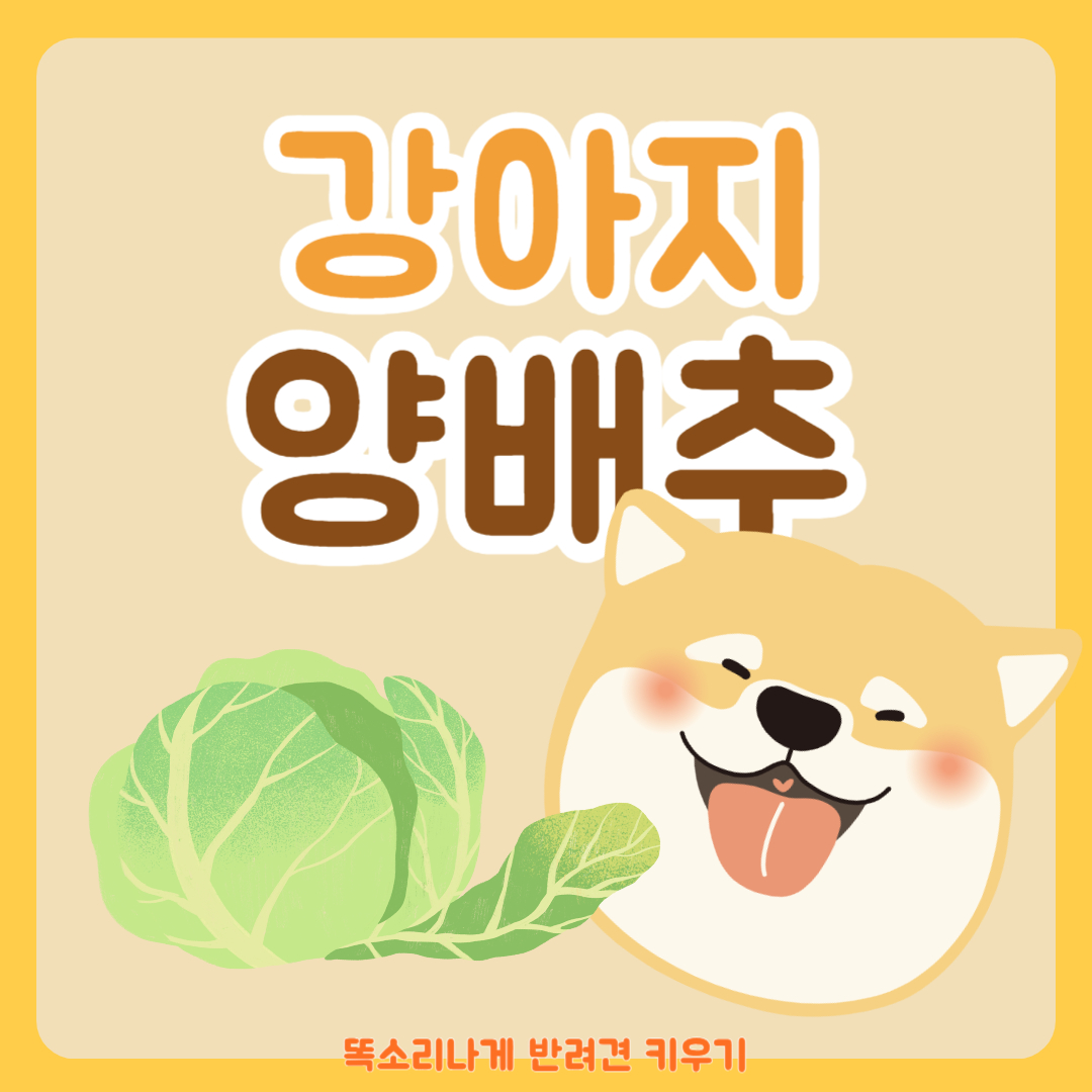 강아지 양배추 급여량 주의사항