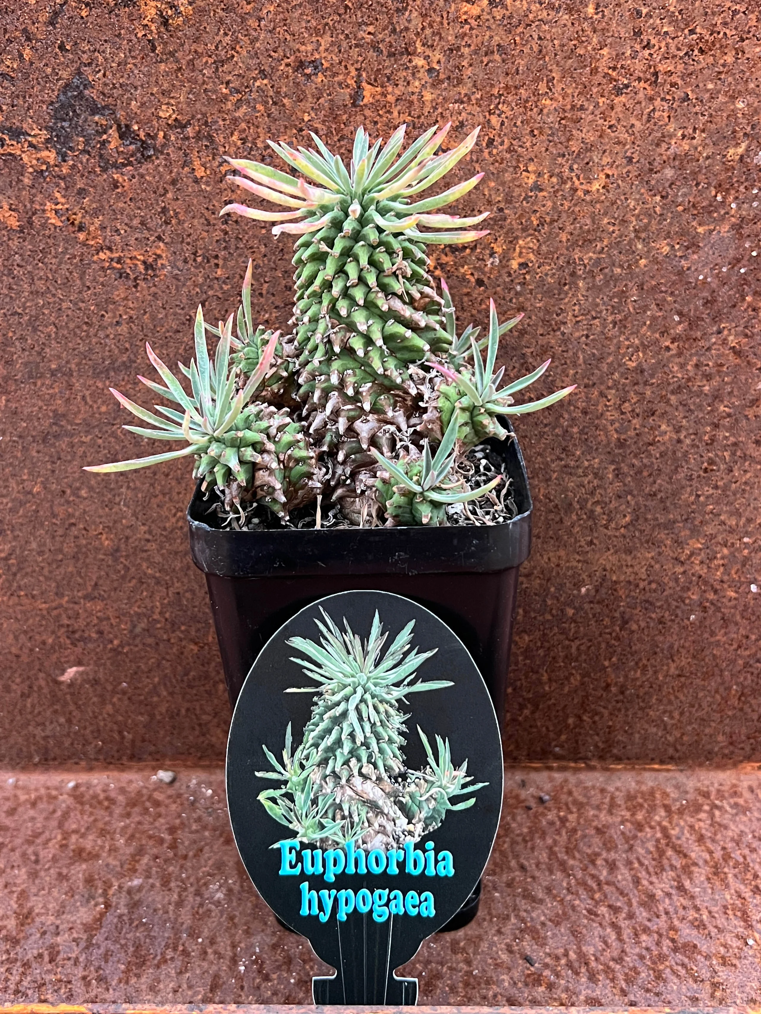 괴마옥 기르기 키우기 번식 다육 물주기 자르기 꽃 옷자람 분갈이