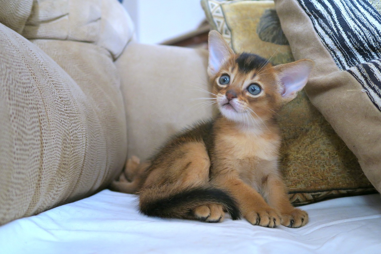 아비시니안(Abyssinian)3