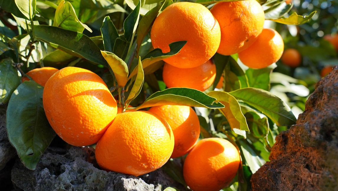 제주도 귤 관련 사진