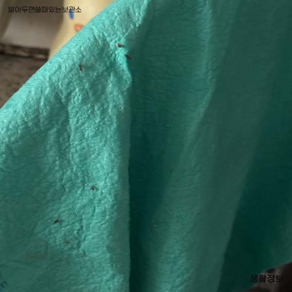 초파리 날파리 제거방법 다이소 리스테린 초파리싹