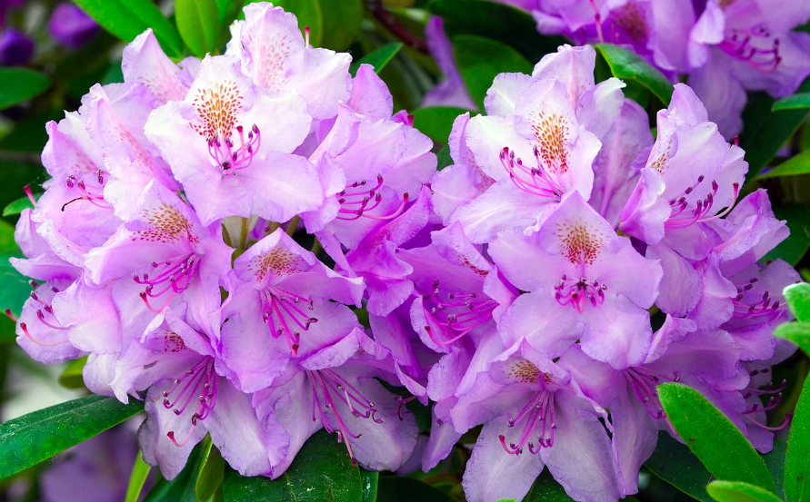 계절별로 즐기는 식용 꽃 사진