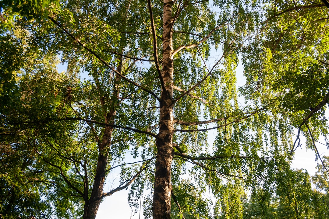 'Tree'