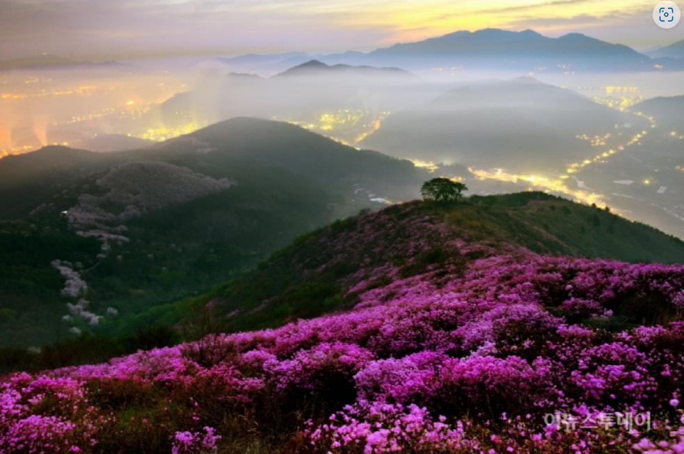 여수 진달래 사진
