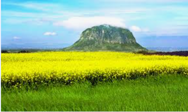 4월 제주도 꽃여행