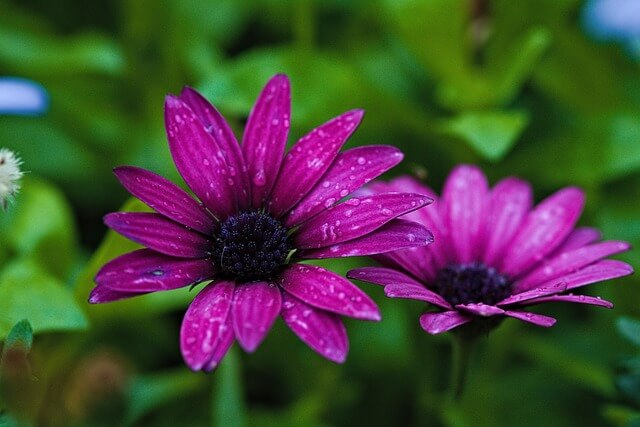 마가렛 꽃&amp;#44; 마가렛 꽃말