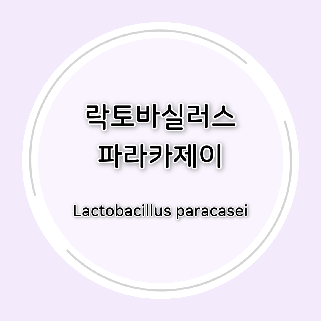 락토바실러스 파라카제이(Lactobacillus paracasei) 효능 총정리