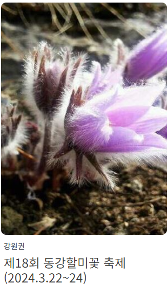 동강 할미꽃축제